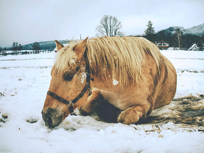 白马在无雪的谎言中。 因为马在新鲜的雪中滚动，非常受欢迎的游戏。