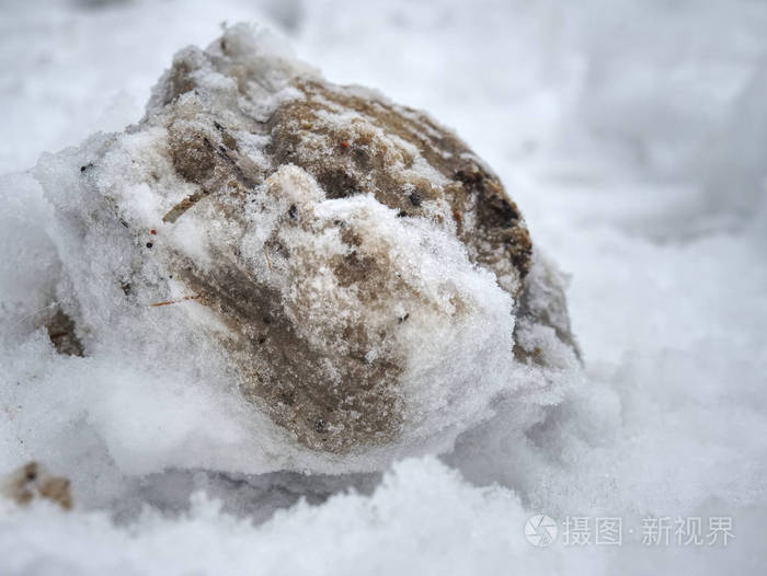湿雪中冰冻的蹄足迹马在新鲜的雪中制作了压得很好的蹄印