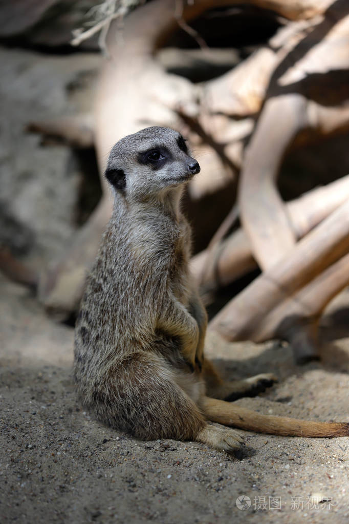 坐着的野生非洲猫鼬suricatasuricatta