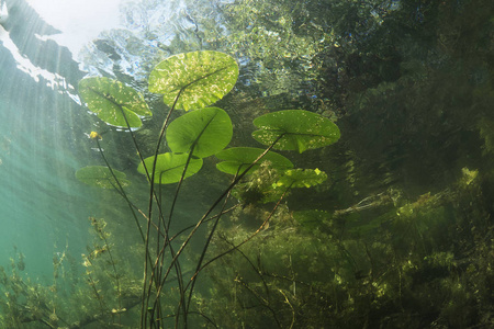 世界. 夏天池塘的水下景色.照片