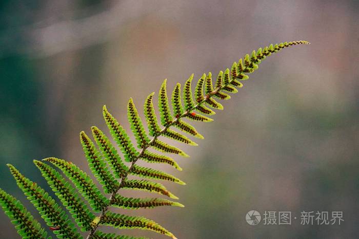绿色蕨类植物叶片纹理