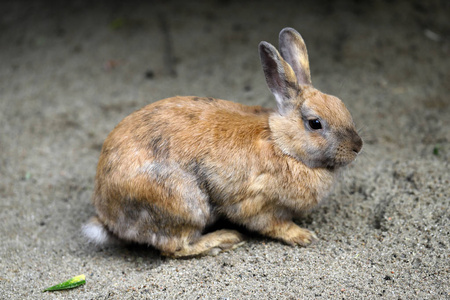 全身棕色灰色家庭侏儒兔兔子。 自然和野生动物的摄影。
