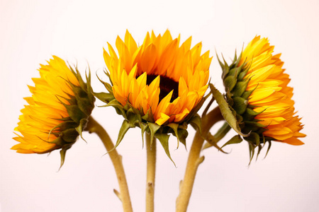 黄色玫瑰花的画像在黑色背景照片 正版商用图片1psk 摄图新视界