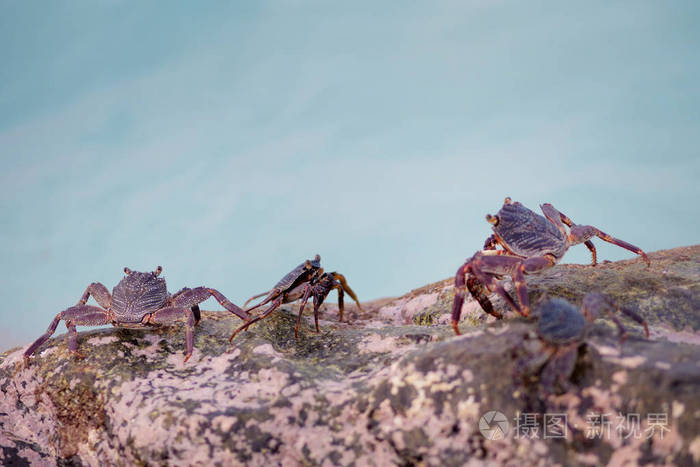 小螃蟹在岸边的岩石上爬行.珊瑚礁野生动物
