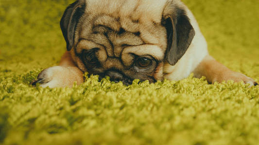 小狗种的小狗栖息在地毯上模仿草地。 滑稽狗的肖像