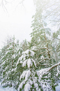 冰冻的冬林，覆盖着雪的树木。