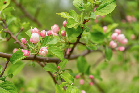 阴天开花野苹果树对春林的枝条。 美丽的自然背景。 选择性聚焦