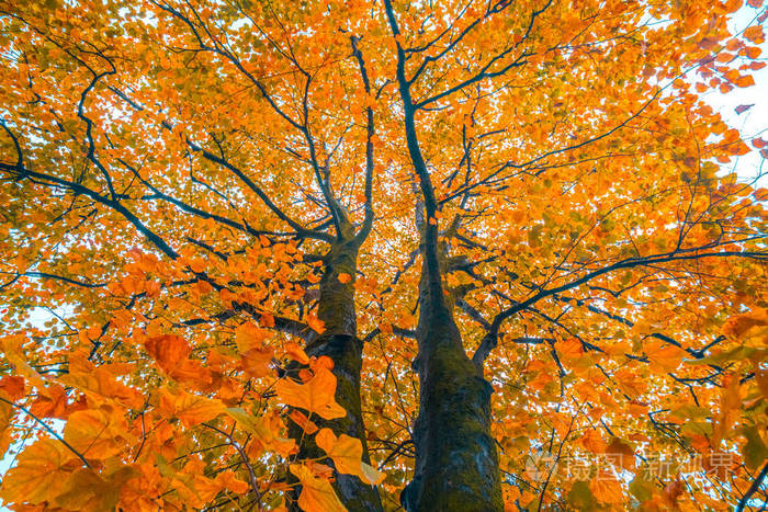 佐治亚州巴统公园秋天树上的黄叶.