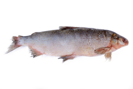 穆克松Coregonusmuksun是一种广泛分布于西伯利亚北极水域的白鱼。白色背景上分离的白鱼。