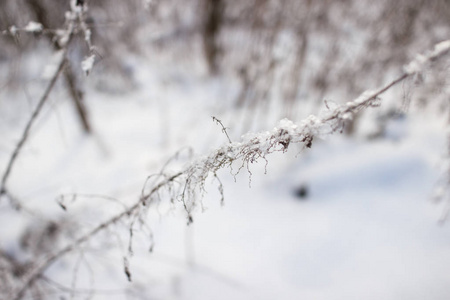 干燥的草叶，覆盖着雪，覆盖着雪