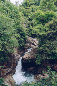 丛林中的瀑布流入一条山河，颜色柔和