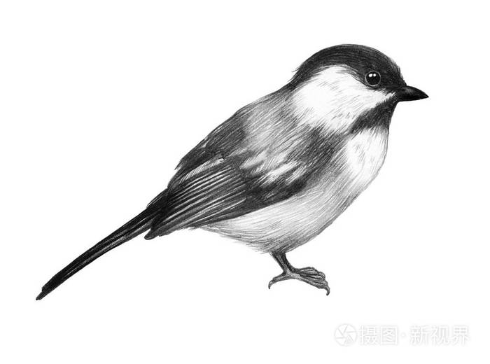 小鸟图形素描可爱的小鸟铅笔绘图插图4