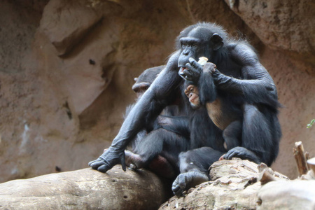 黑猩猩一家坐在山脚下