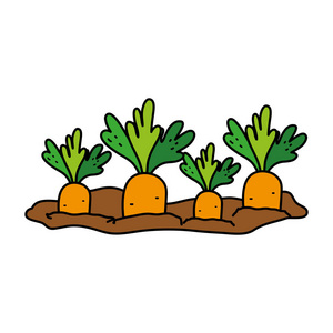 cagriculture彩色天然胡萝卜栽培种植产品插图照片