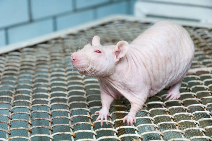 光秃秃的老鼠坐在笼子里