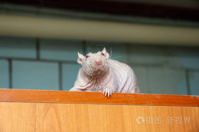 光秃秃的老鼠坐在柜子上