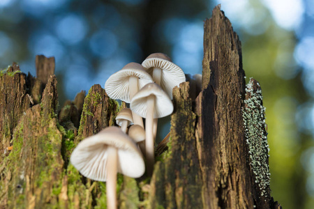 生长在老树上的毒蘑菇图片