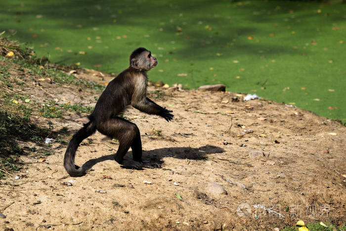 全身站立的白头卡布钦新世界猴的亚科头猴自然和野生动物的摄影