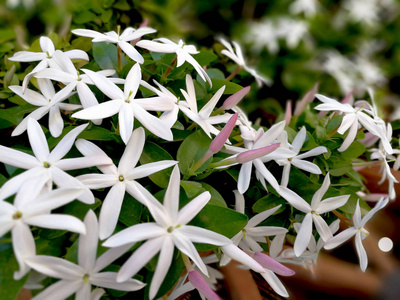 灿烂的茉莉花