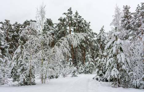 森林。 冬天。 雪。 白雪覆盖的树。 冷冷的。