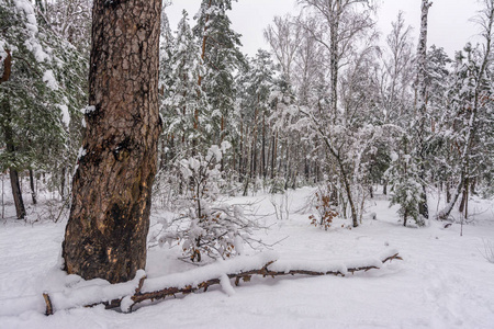 森林。 冬天。 雪。 白雪覆盖的树。 冷冷的。