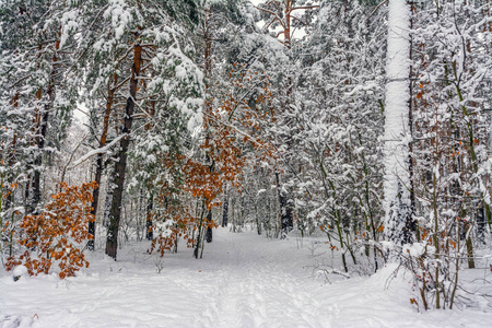 森林。 冬天。 雪。 白雪覆盖的树。 冷冷的。