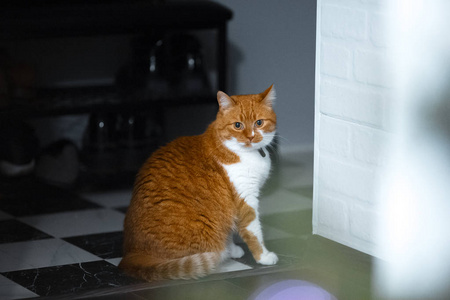 金丝猫家猫 金丝猫家猫素材图片 金丝猫家猫图片素材下载 摄图新视界 金丝猫家猫 金丝猫家猫素材图片 金丝猫家猫图片素材下载 摄图新视界