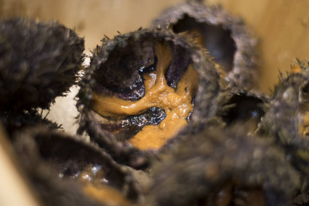 日本米其林金蛋顽童最好的日本食物海胆从太平洋超级接近顽童卵.