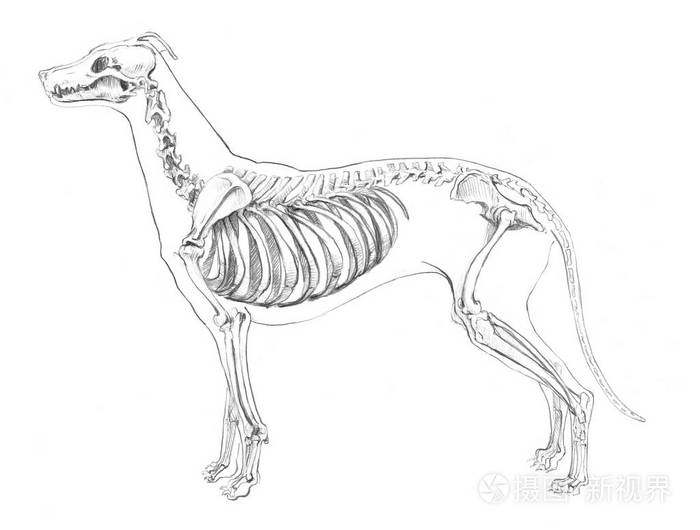 白色背景下的狗骨架解剖草图