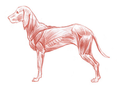 白色背景下狗肌肉系统的解剖草图照片