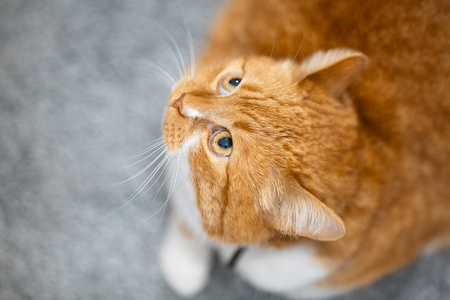 红色可爱的猫的顶视图肖像