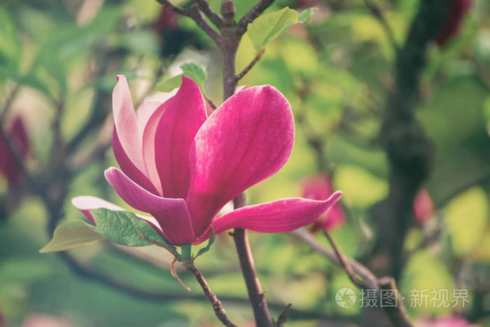 木兰的春天的花朵