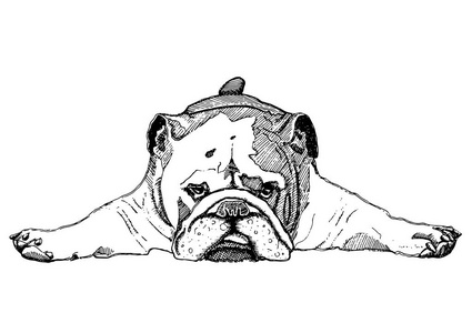 斗牛犬黑白头像图片