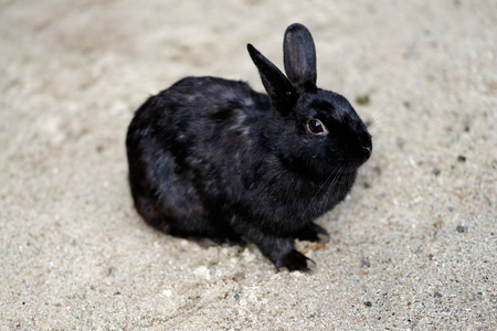 全身黑色家养侏儒兔兔子。 自然和野生动物的摄影。