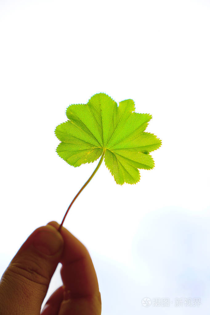 雄性手握一片绿叶蓝天背景春天的季节