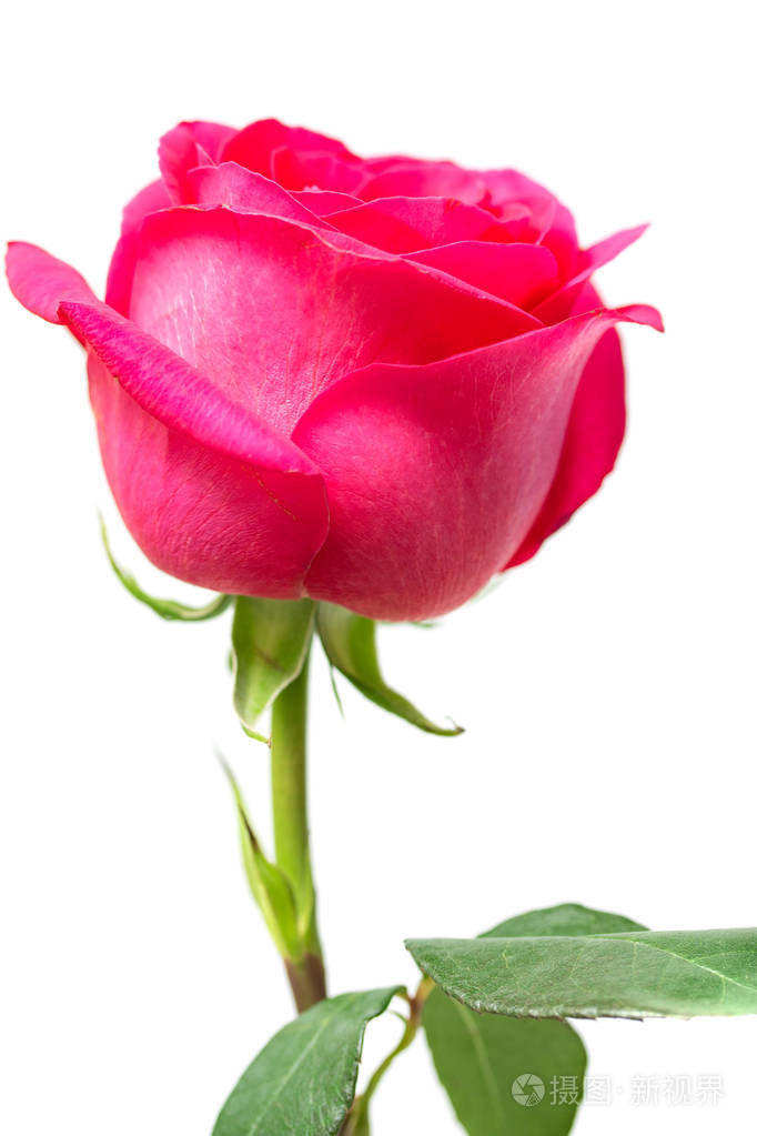 猩红玫瑰花近水落工作室