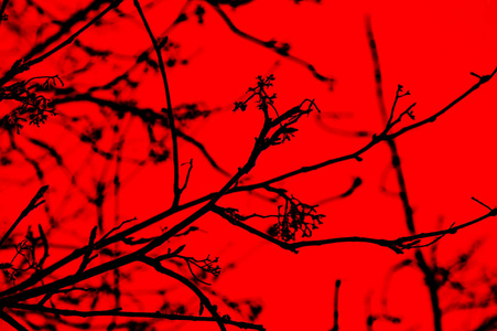 红色背景下树枝的剪影