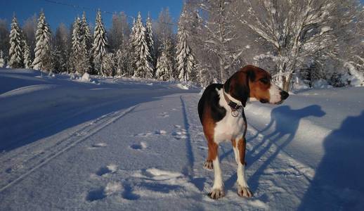 雪道上的狗。 芬兰猎犬在森林里。 美丽的冬季自然。 年轻健康的动物。