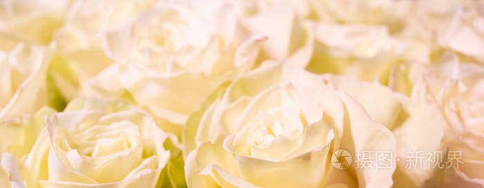 白色和粉红色玫瑰花束