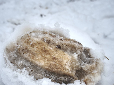 新鲜的白尾小马在明亮的白雪中行走。 农马在雪盖上的蹄印。