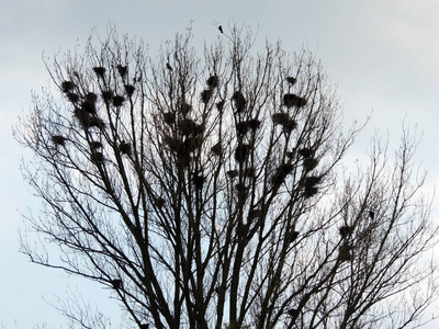 罗克斯殖民地Corvus公司。 树上的巢和鸟