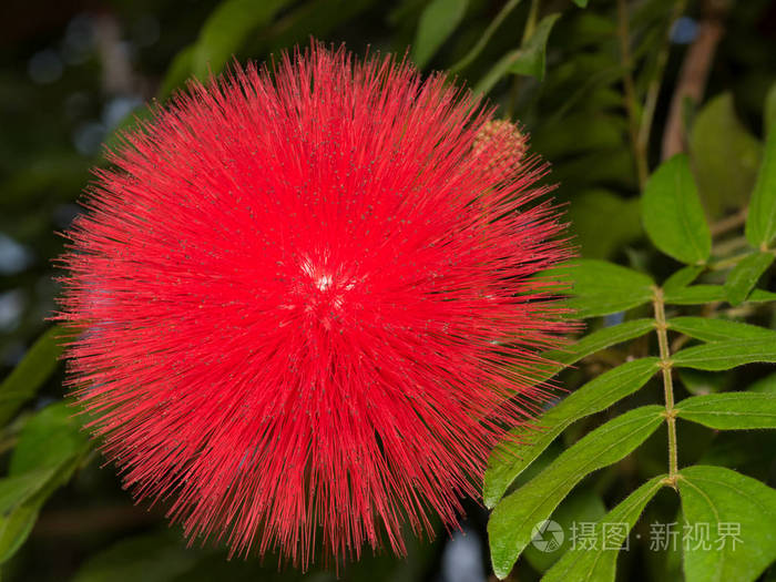 红粉泡芙花calliandraheamatocephala