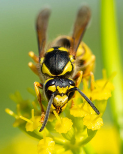 黄花特写镜头上的昆虫黄蜂