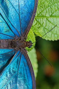 蓝色Morpho，MorphoPeleides，大蝴蝶坐在绿叶上，美丽的昆虫在大自然的栖息地，野生动物来自秘鲁，南美洲的亚马逊。