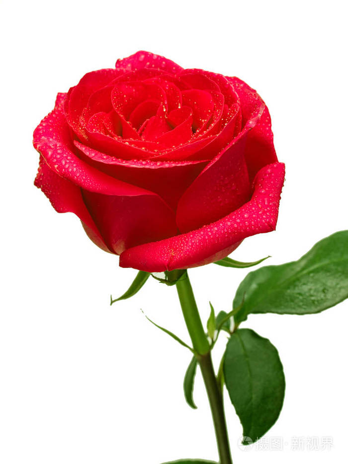 猩红玫瑰花近水落工作室