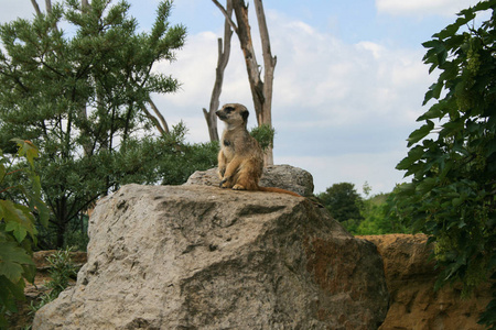 猫鼬在石头上。 非洲动物。