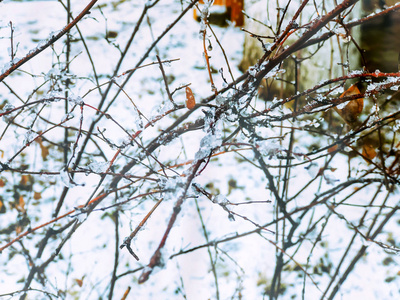 一棵树上的冰冻雪。城市街道上的雪。巴库里亚尼冬季的开始