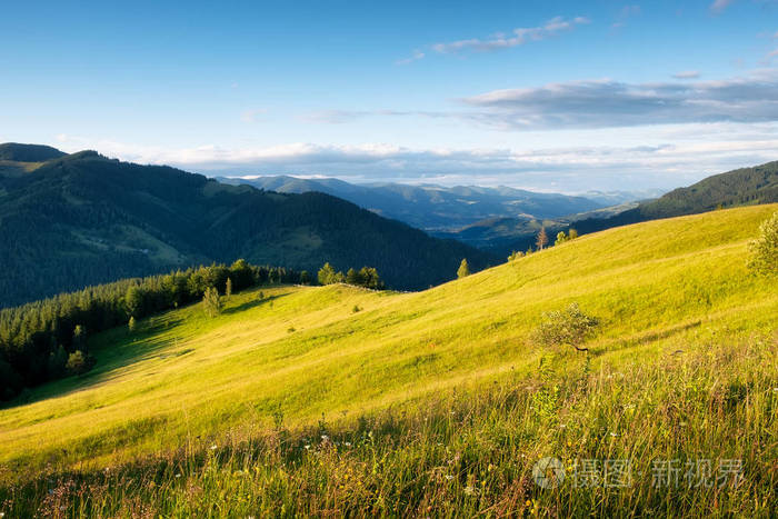 山里的田野. 山区的夏季森林. 自然的夏季景观. 山上有花的草地.
