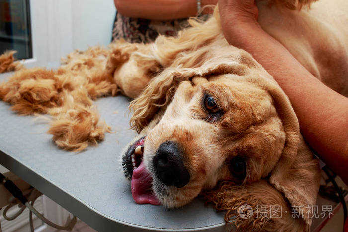 一只狗公鸡的毛