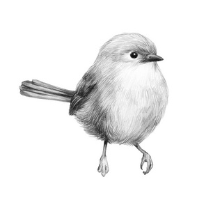 小鸟图形素描可爱的小鸟铅笔绘图插图1照片